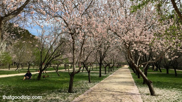 Amendoeiras em flor Madrid