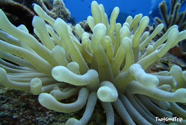 Mergulho em Cozumel, México: as anêmonas