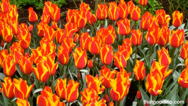 parque das tulipas na holanda: visita imperdível