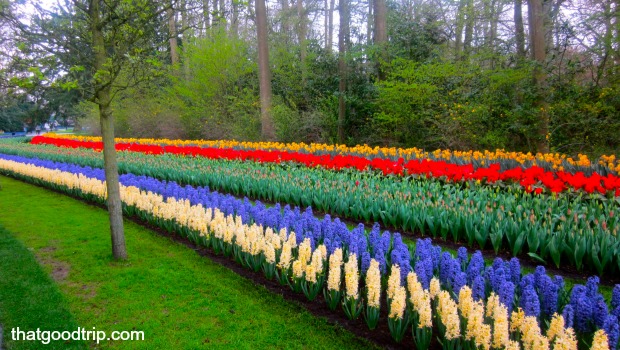 parque das tulipas na holanda: jardins perfeitos