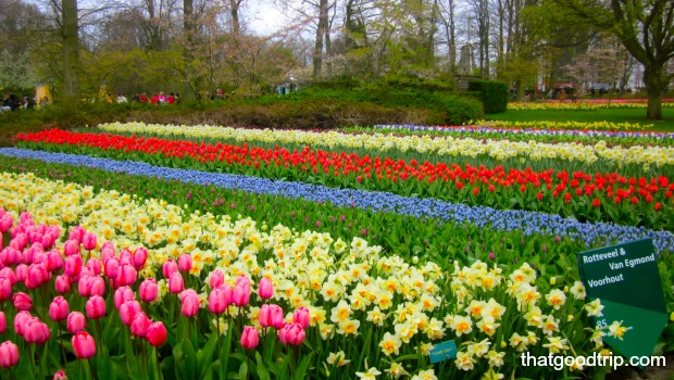 parque das tulipas na holanda: uma mais linda que a outra