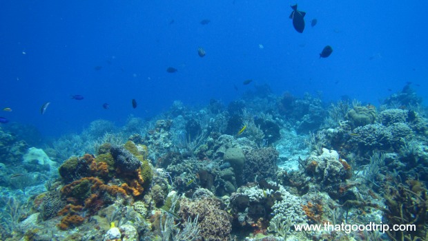 O que fazer na Riviera Maya: peixinhos em Cozumel