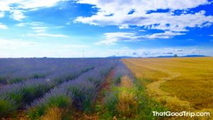 Campos de lavanda na Espanha