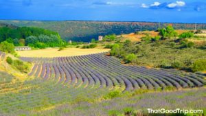 Campos de lavanda em Guadalajara, Espanha