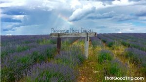 Campos de lavanda dos Hermanos Corral em Brihuega