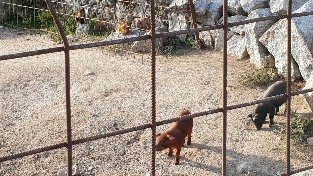 Caminho de Santiago de Madrid: porquinhos e outros animais